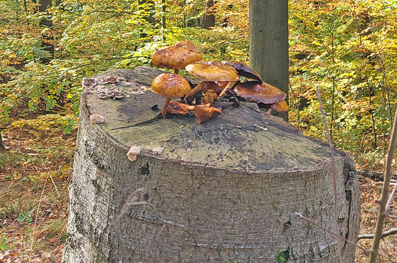 Herbstwanderung 2025